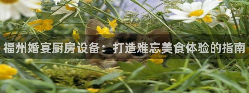 尊龙官方：福州婚宴厨房设备：打造难忘美食体验的指南
