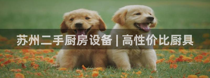 尊龙手机官方客户端下载：苏州二手厨房设备 | 高性价比厨具