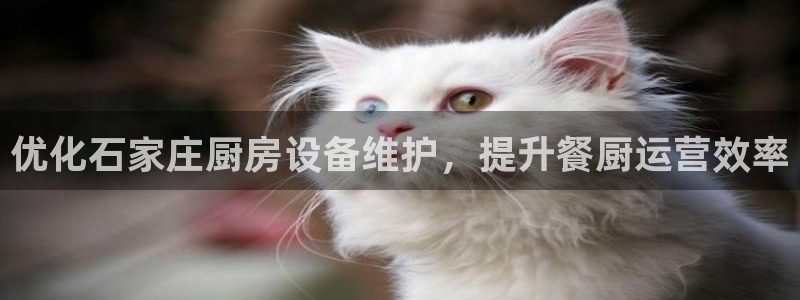 尊龙d88现金关注ag发财网：优化石家庄厨房设备维护，提升餐